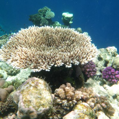 I tesori nascosti del Sudan e del Mar Rosso